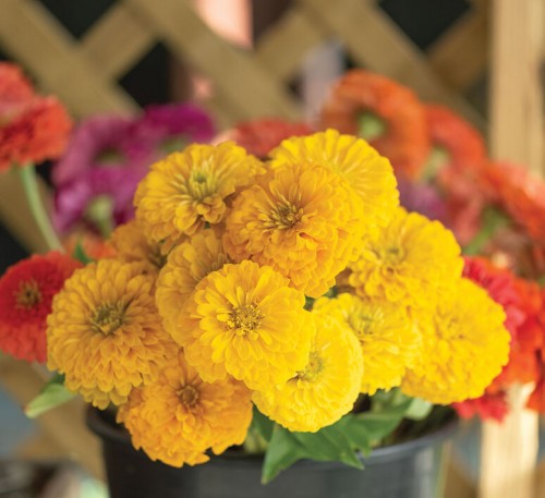 Zinnia Yellow Dwarf 